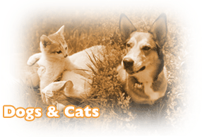 Click here for dog and cat diagnostic tests