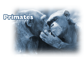 Click here for primate diagnostic tests